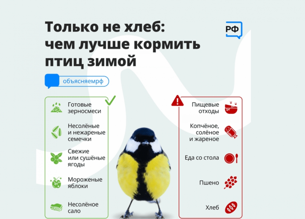 Подкормка птиц